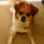 Cinnamon is registered to the contest to win money with this photo: dog, small_dog, brown_and_white_fur, carpet, indoor, pet, animal, fluffy_tail, curious_expression, lying_down, four_legs, ears, nose, eyes, collar, tag, furniture_corner, soft_lighting, close_up, home