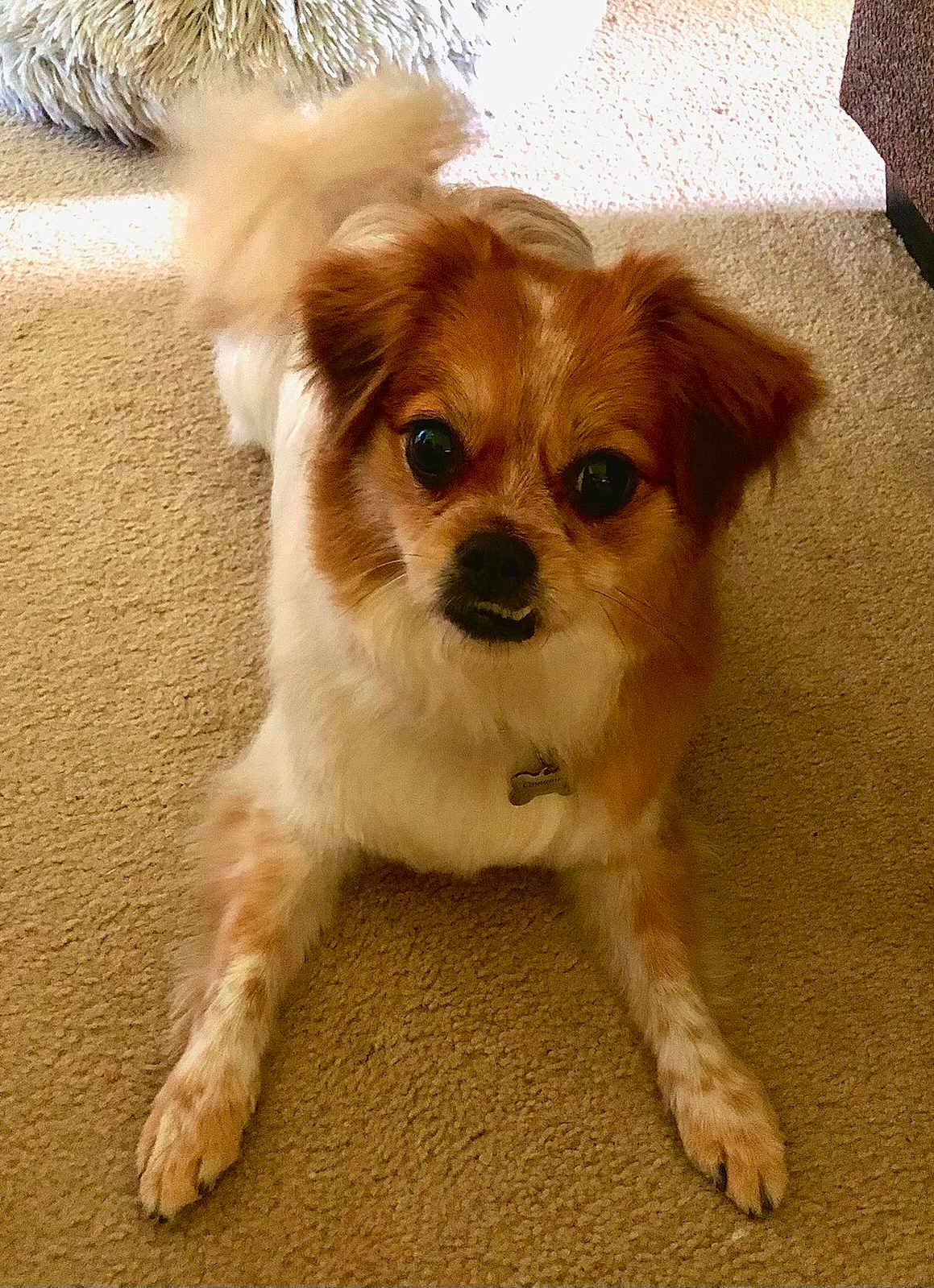 Cinnamon is registered to the contest to win money with this photo: dog, small_dog, brown_and_white_fur, carpet, indoor, pet, animal, fluffy_tail, curious_expression, lying_down, four_legs, ears, nose, eyes, collar, tag, furniture_corner, soft_lighting, close_up, home