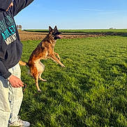 Tina a rejoint le concours — aidez-le/la à gagner de superbes lots ! dog, person, hoodie, grass, field, blue_sky, jumping, playing, outdoor, sunlight, canine, pet, leisure, casual_clothing, active, nature, happy, exercise, daytime, landscape