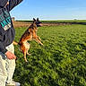 dog, person, hoodie, grass, field, blue_sky, jumping, playing, outdoor, sunlight, canine, pet, leisure, casual_clothing, active, nature, happy, exercise, daytime, landscape