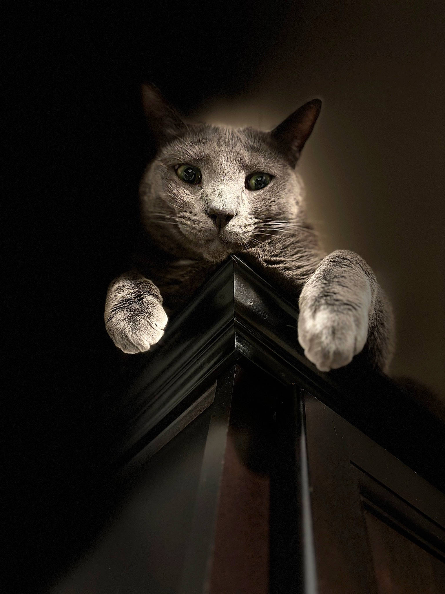 Louie is registered to the contest to win money with this photo: carnivore, cat, ceiling, darkness, domestic_short_haired_cat, felidae, fur, grey, light_fixture, metal, monochrome, monochrome_photography, sculpture, small_to_medium_sized_cats, snout, still_life_photography, tail, whiskers, window, wood