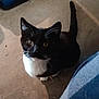 cat, tuxedo_cat, pet, animal, litter_box, concrete_floor, curious, black_and_white, whiskers, tail, indoor, looking_up, feline, domestic_cat, close_up, young_cat, cute, fur, ears, paws