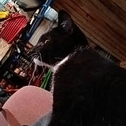 Bandit is registered to the contest to win money with this photo: cat, calico_cat, black_cat, indoor, workshop, garage, tools, equipment, relaxed, resting, feline, whiskers, ears, closeup, animals, pets, sitting, furniture, shelf, storage