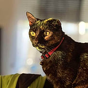Nala participe au concours pour gagner de l'argent avec cette photo : alert, animal, blurred_background, cat, closeup, collar, cute, domestic_animal, feline, fur, household, indoor, pet, portrait, red_collar, sitting, sunlight, tortoiseshell, whiskers, yellow_eyes