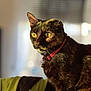 alert, animal, blurred_background, cat, closeup, collar, cute, domestic_animal, feline, fur, household, indoor, pet, portrait, red_collar, sitting, sunlight, tortoiseshell, whiskers, yellow_eyes