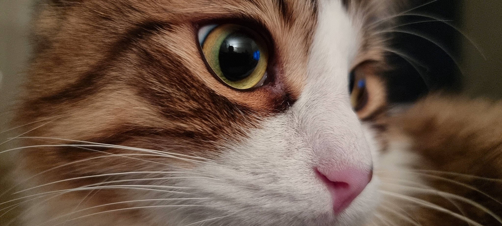 Pito a rejoint le concours — aidez-le/la à gagner de superbes lots ! carnivore, cat, close_up, curious, domestic_short_haired_cat, eye, eyelash, felidae, fur, human_body, no_expression, small_to_medium_sized_cats, snout, terrestrial_animal, whiskers