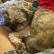 Jasper is registered to the contest to win money with this photo: blanket, closeup, collar, cozy, curled_up, dog, fluffy, fur, indoors, paws, pet, plaid, portrait, red_cushion, relaxed, resting, shaggy_dog, sleeping, small_dog, wood_floor