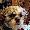 Jasper is registered to the contest to win money with this photo: dog, close_up, indoor, pet, collar, furry, animal, face, cute, domestic, floor_tiles, wooden_furniture, blanket, home, living_room, canine, portrait, looking, companion, cozy