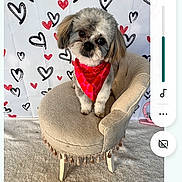 Jasper joined the competition — help win amazing prizes! dog, small_dog, red_bandana, chair, plush_chair, tassels, heart_pattern, background, indoor, carpet, pet, cute, animal, portrait, phone_screenshot, chat, text_message, conversation, mobile_phone, messaging_app