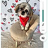 dog, small_dog, red_bandana, chair, plush_chair, tassels, heart_pattern, background, indoor, carpet, pet, cute, animal, portrait, phone_screenshot, chat, text_message, conversation, mobile_phone, messaging_app