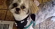 Jasper joined the competition — help win amazing prizes! animal, bandana, black, brown, companion, curious, cute, dog, domestic, floor, fluffy_ears, fur, indoor, leash, looking_up, pet, small_dog, tile_floor, vent, white