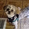 Jasper joined the competition — help win amazing prizes! dog, small_dog, bandana, pet, indoor, floor, tile_floor, vent, curious, looking_up, fluffy_ears, brown, white, black, leash, animal, companion, cute, domestic, fur