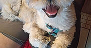 Jasper joined the competition — help win amazing prizes! dog, small_dog, fluffy, happy, pet, indoor, sitting, lap, fur, tongue_out, harness, tail, person, clothing, tile_floor, blanket, chair, smiling, cute, companion