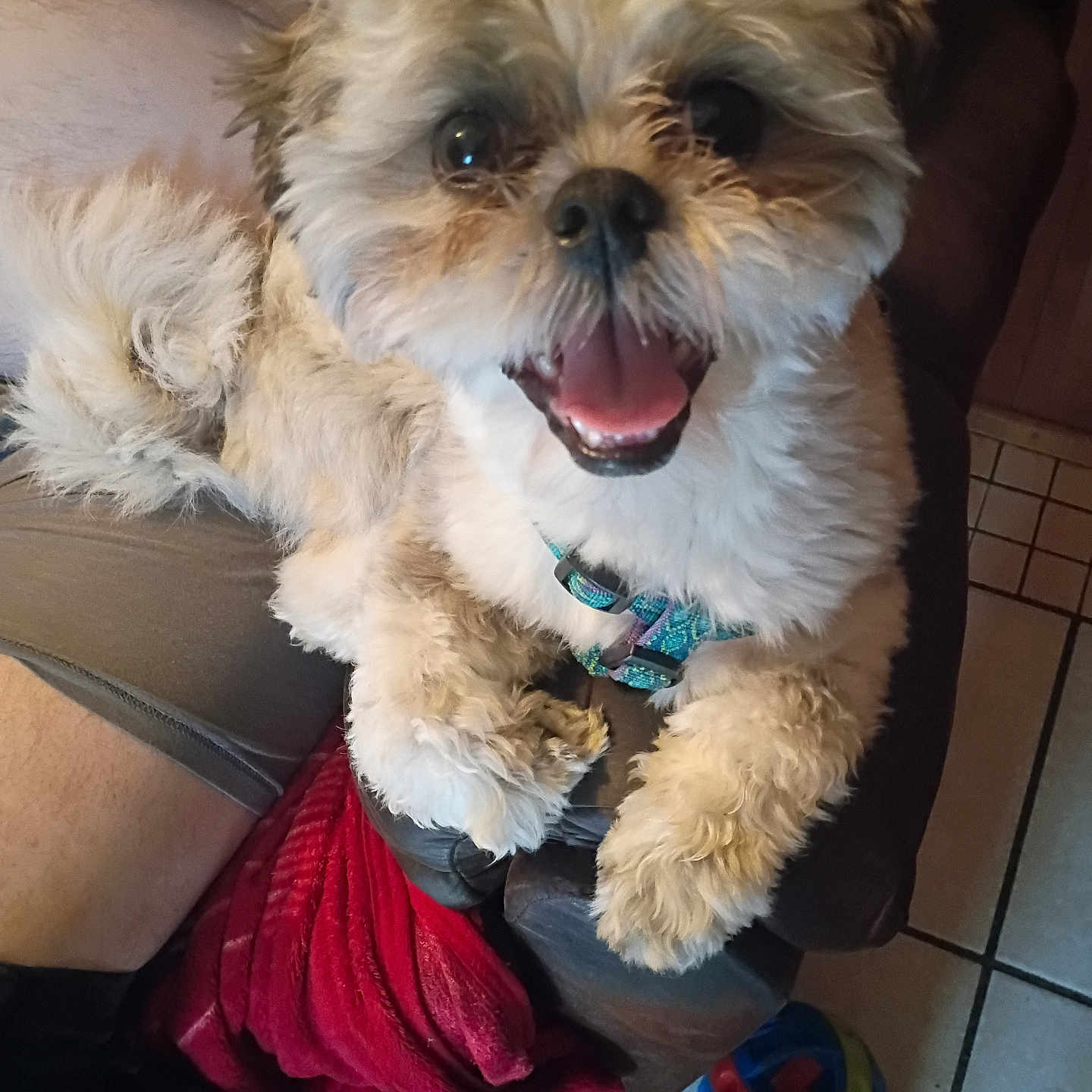 Jasper joined the competition — help win amazing prizes! dog, small_dog, fluffy, happy, pet, indoor, sitting, lap, fur, tongue_out, harness, tail, person, clothing, tile_floor, blanket, chair, smiling, cute, companion
