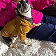 Super Mama is registered to the contest to win money with this photo: dog, pet, clothing, hoodie, bed, quilt, person, fleece, pink, navy_pants, indoor, small_dog, curious, sitting, canine, animal, companion, cute, casual, cozy