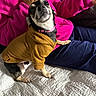dog, pet, clothing, hoodie, bed, quilt, person, fleece, pink, navy_pants, indoor, small_dog, curious, sitting, canine, animal, companion, cute, casual, cozy