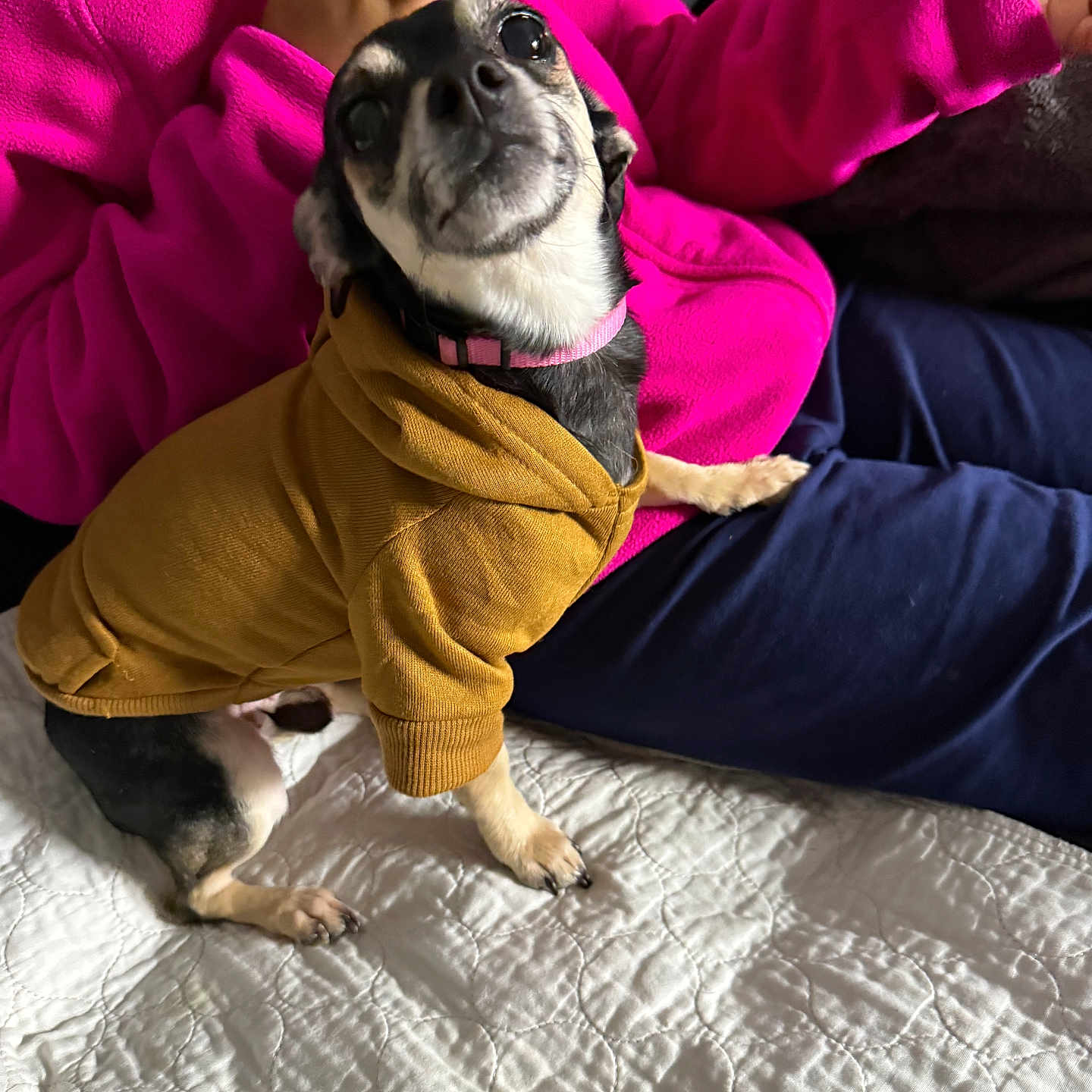 Super Mama is registered to the contest to win money with this photo: dog, pet, clothing, hoodie, bed, quilt, person, fleece, pink, navy_pants, indoor, small_dog, curious, sitting, canine, animal, companion, cute, casual, cozy