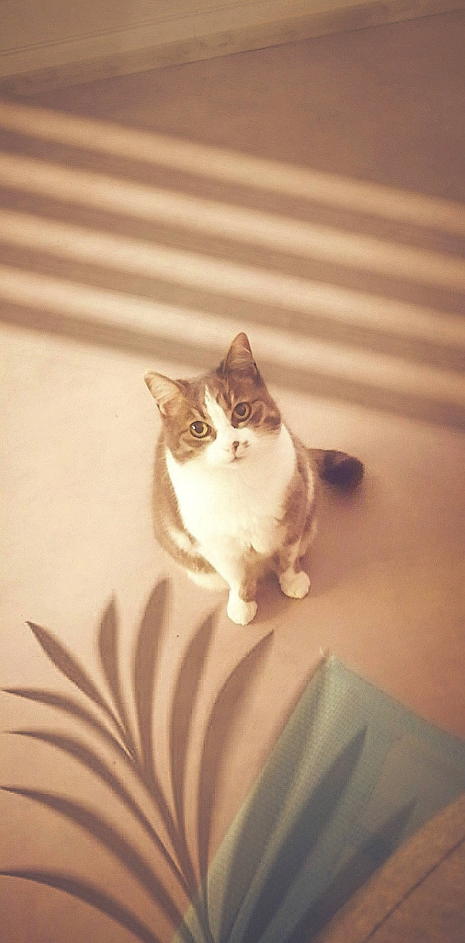 Gandja participe au concours pour gagner de l'argent avec cette photo : carnivore, cat, domestic_short_haired_cat, door, eye, fawn, felidae, floor, flooring, fur, hardwood, plant, small_to_medium_sized_cats, snout, tail, tints_and_shades, tree, whiskers, window, wood