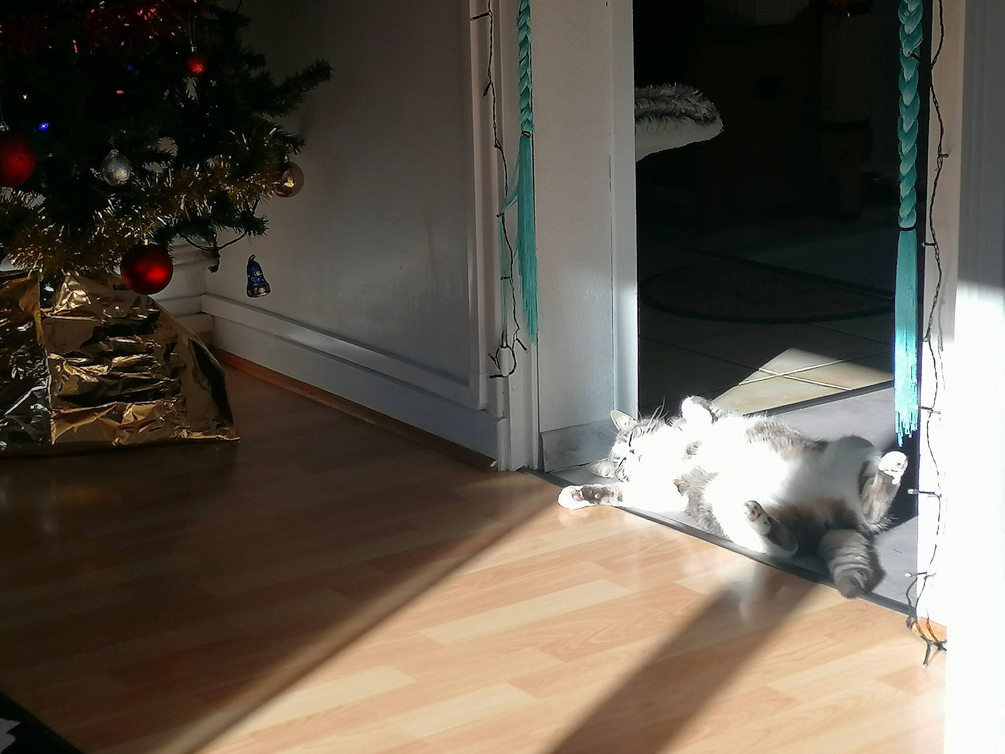 Tigrou participe au concours pour gagner de l'argent avec cette photo : christmas_decoration, christmas_ornament, christmas_tree, decoration, door, floor, flooring, grey, hardwood, interior_design, laminate_flooring, living_room, material_property, ornament, plant, rectangle, tints_and_shades, tree, wall, wood