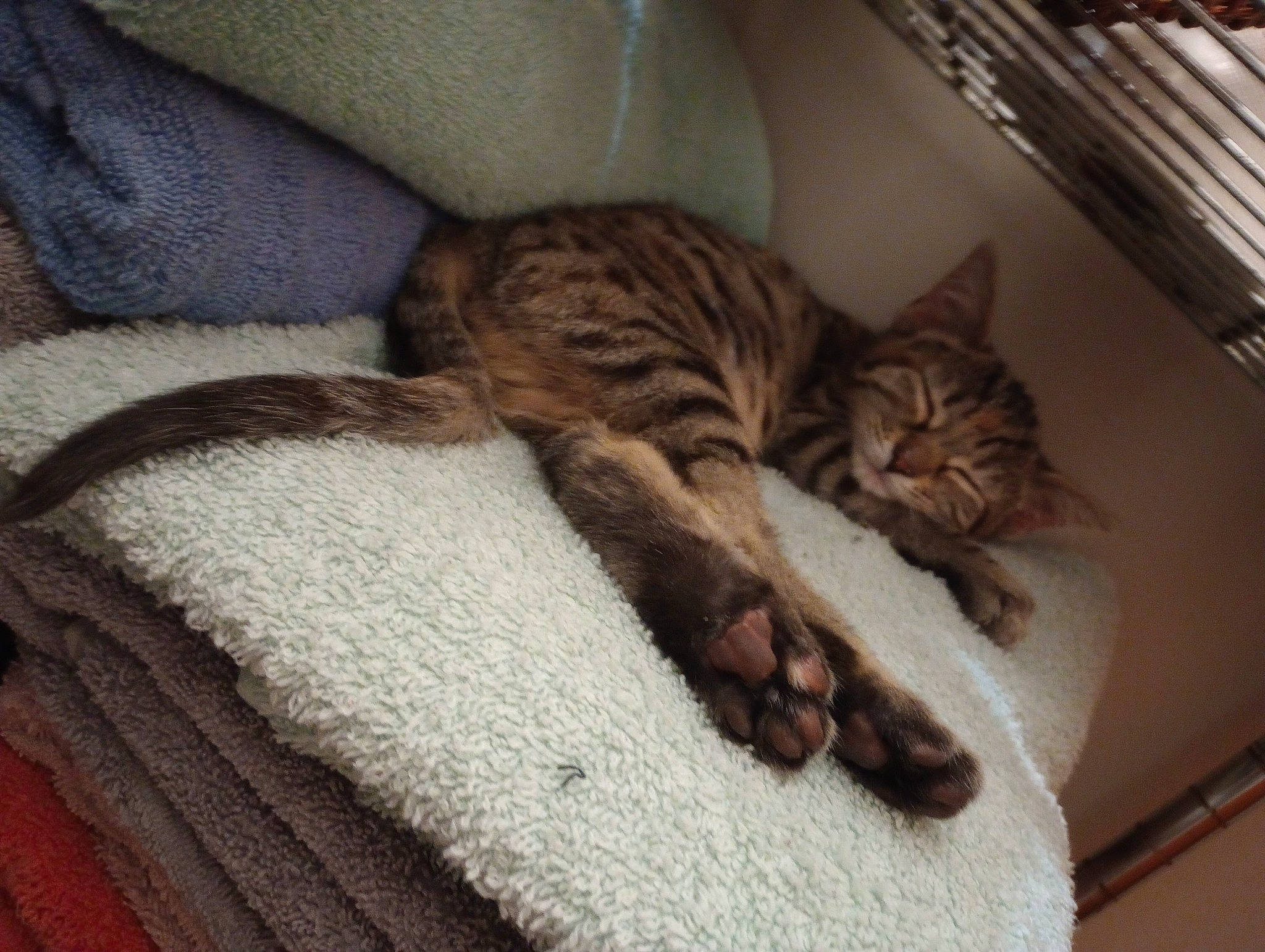 Lilly joined the competition — help win amazing prizes! bedding, carnivore, cat, cat_bed, cat_supply, comfort, domestic_short_haired_cat, fawn, felidae, fur, grey, linens, nap, paw, room, small_to_medium_sized_cats, tail, textile, whiskers, wood