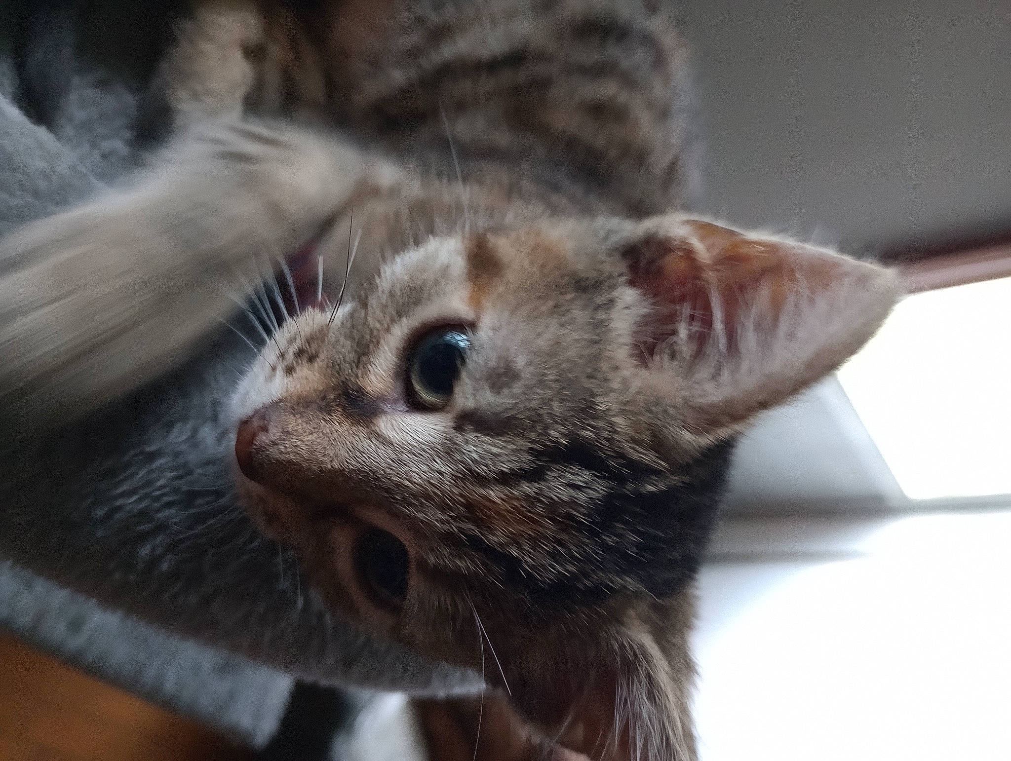 Lilly is registered to the contest to win money with this photo: carnivore, cat, claw, domestic_short_haired_cat, ear, fawn, felidae, fur, paw, small_to_medium_sized_cats, snout, tail, terrestrial_animal, whiskers, wildlife, window