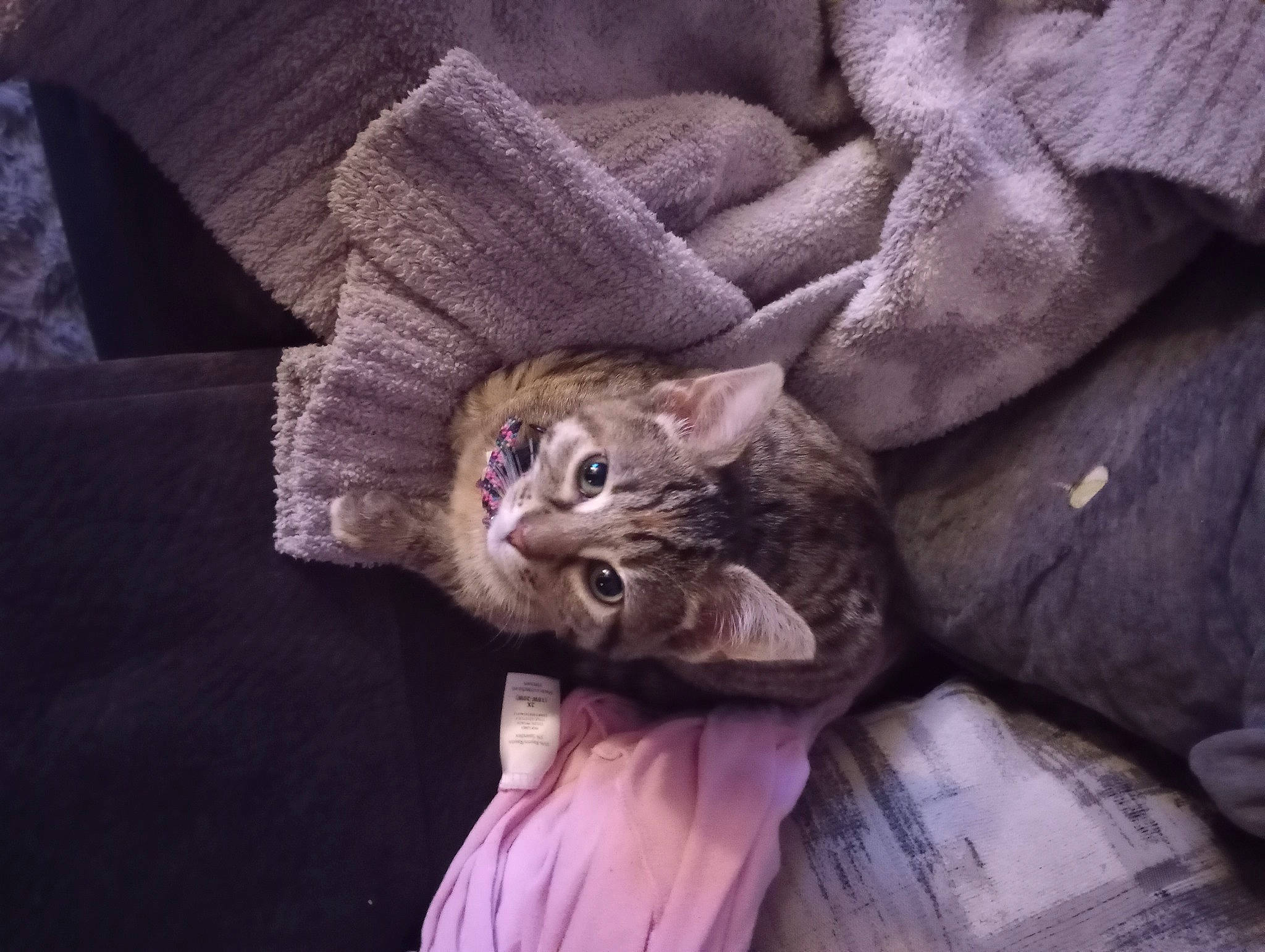 Lilly is registered to the contest to win money with this photo: brown, carnivore, cat, comfort, domestic_short_haired_cat, ear, fawn, felidae, fur, grey, linens, paw, plant, small_to_medium_sized_cats, tail, whiskers, wood