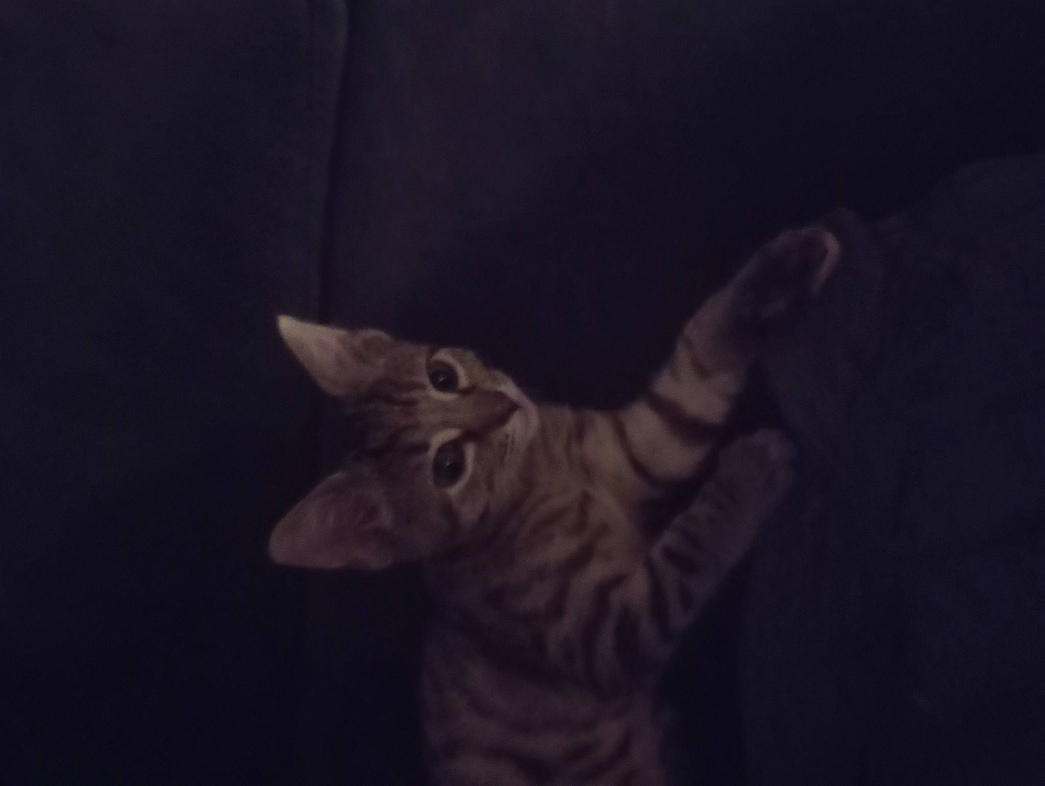 Lilly joined the competition — help win amazing prizes! art, carnivore, cat, darkness, ear, electric_blue, felidae, fur, gesture, midnight, monochrome_photography, sky, small_to_medium_sized_cats, snout, tail, terrestrial_animal, visual_arts, whiskers, wildlife, wing