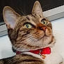 Thelma participe au concours pour gagner de l'argent avec cette photo : cat, tabby, close_up, pet, green_eyes, whiskers, collar, bell, indoor, curious, feline, animal, mammal, face, ears, fur, looking_up, domestic_cat, portrait, cute