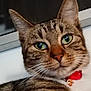 Thelma a rejoint le concours — aidez-le/la à gagner de superbes lots ! cat, tabby, green_eyes, close_up, pet, animal, whiskers, fur, collar, indoor, curious, face, portrait, domestic_cat, mammal, feline, cute, looking, ears, nose