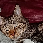 Thelma participe au concours pour gagner de l'argent avec cette photo : cat, tabby, blue_eyes, close_up, sleepy, resting, fur, whiskers, pet, animal, cozy, indoor, blanket, maroon_background, cute, domestic_cat, mammal, feline, relaxed, soft