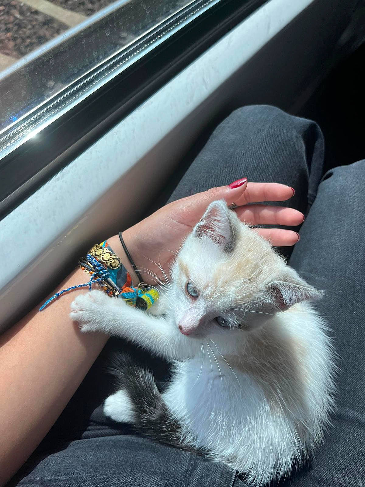 Calinou a rejoint le concours — aidez-le/la à gagner de superbes lots ! automotive_exterior, carnivore, cat, comfort, domestic_short_haired_cat, felidae, finger, foot, fur, gesture, hand, human_leg, nail, paw, personal_luxury_car, small_to_medium_sized_cats, tail, vehicle_door, whiskers, windshield