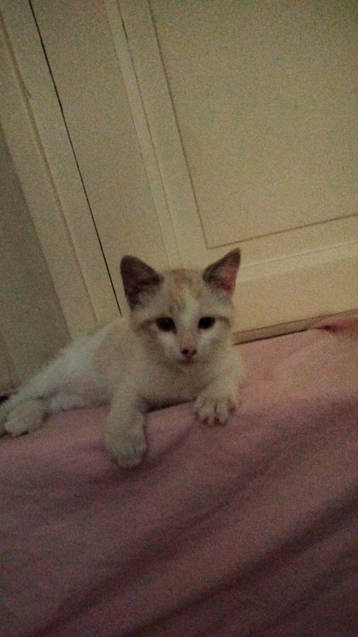 Calinou participe au concours pour gagner de l'argent avec cette photo : carnivore, cat, comfort, domestic_short_haired_cat, fawn, felidae, flooring, fur, hardwood, paw, small_to_medium_sized_cats, snout, square, tail, terrestrial_animal, whiskers, wood