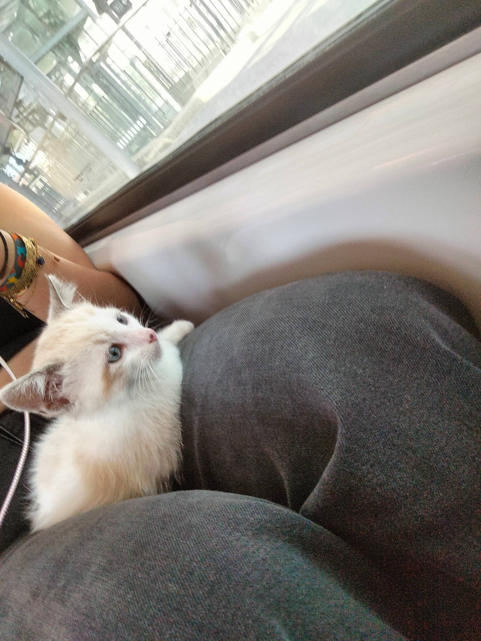 Calinou a rejoint le concours — aidez-le/la à gagner de superbes lots ! animal_shelter, carnivore, cat, claw, comfort, companion_dog, daylighting, domestic_short_haired_cat, felidae, fur, line, nap, paw, small_to_medium_sized_cats, snout, tail, thai, whiskers, window, wood