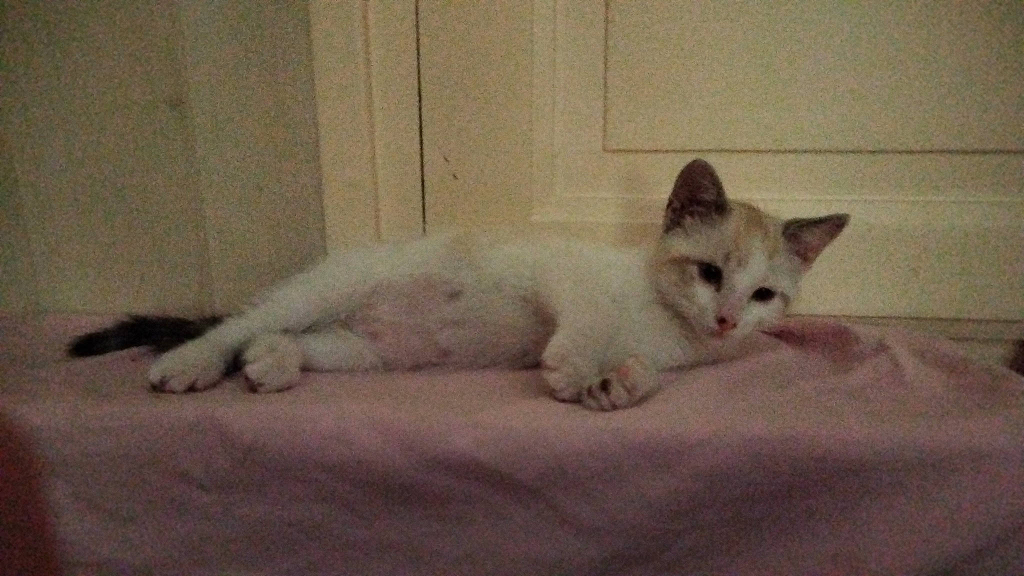 Calinou participe au concours pour gagner de l'argent avec cette photo : carnivore, cat, cat_supply, comfort, domestic_short_haired_cat, felidae, fur, linens, paw, small_to_medium_sized_cats, tail, terrestrial_animal, whiskers