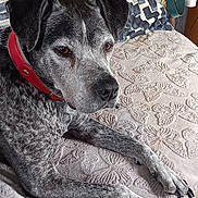 Ben participe au concours pour gagner de l'argent avec cette photo : dog, pet, collar, blanket, butterfly_pattern, couch, pillow, indoor, fur, canine, resting, relaxed, brown_eyes, snout, ears, wooden_furniture, floor_tiles, home, domestic_animal, companion