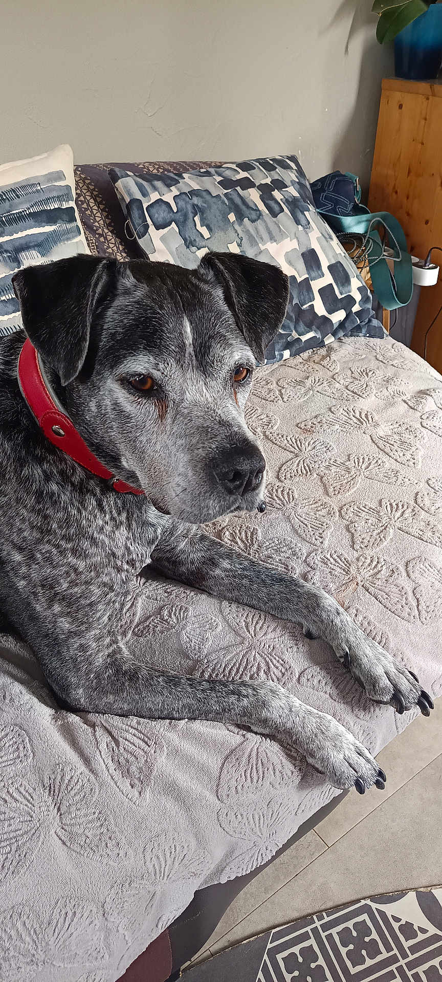Ben participe au concours pour gagner de l'argent avec cette photo : dog, pet, collar, blanket, butterfly_pattern, couch, pillow, indoor, fur, canine, resting, relaxed, brown_eyes, snout, ears, wooden_furniture, floor_tiles, home, domestic_animal, companion