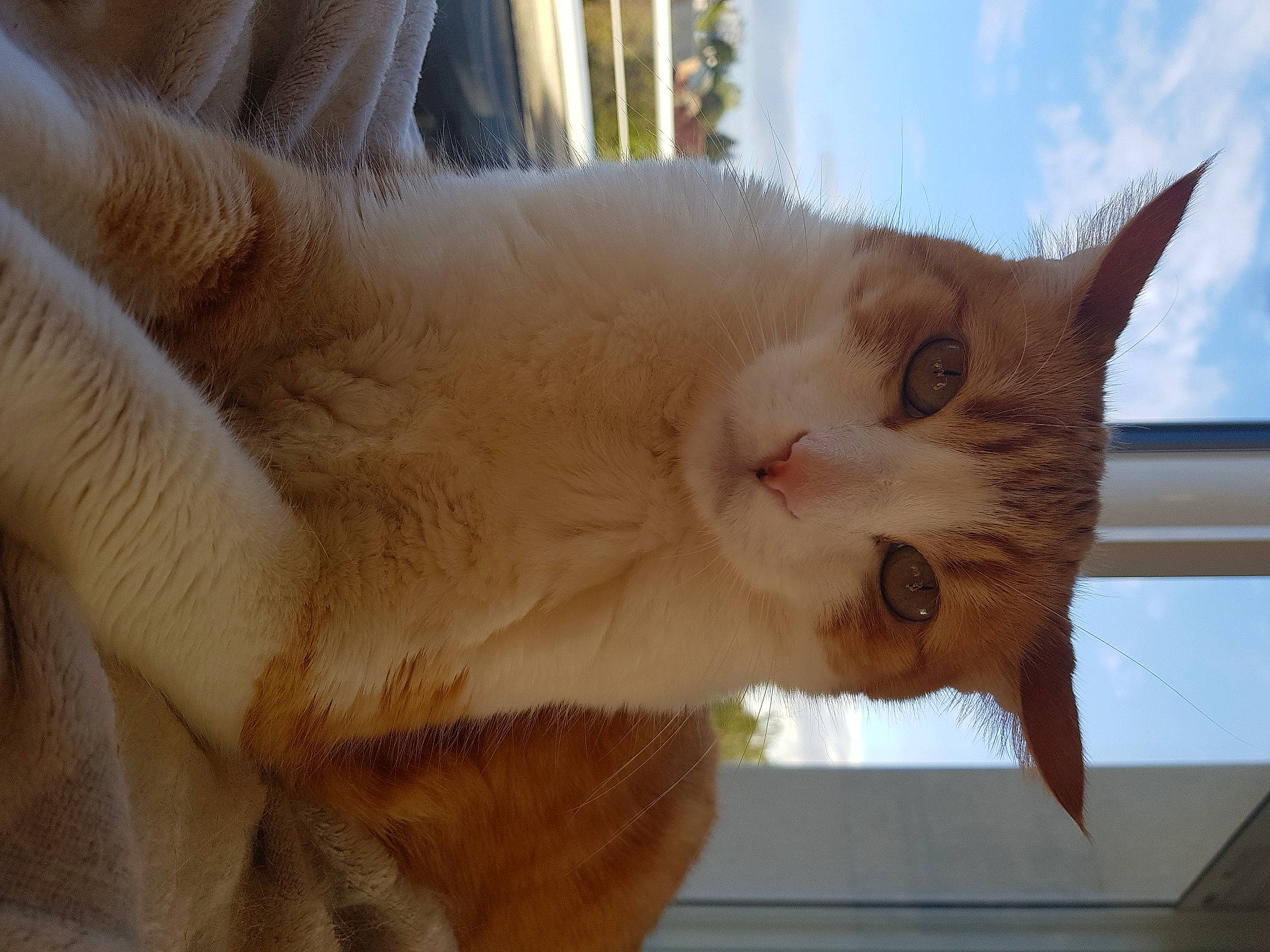 Roméo a rejoint le concours — aidez-le/la à gagner de superbes lots ! asian, carnivore, cat, fawn, felidae, fur, mammal, paw, small_to_medium_sized_cats, tail, turkish_van, whiskers