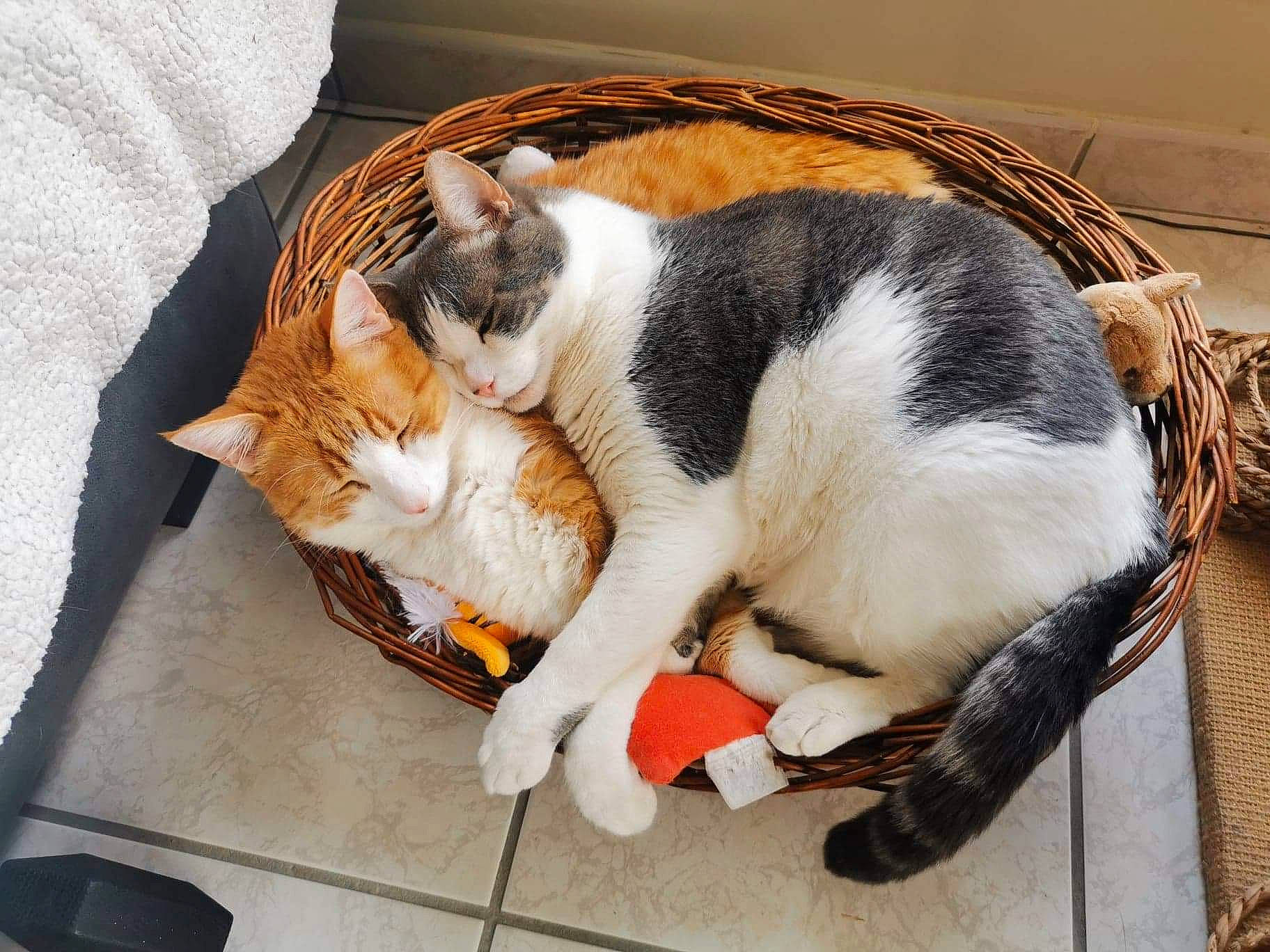 Meeko a rejoint le concours — aidez-le/la à gagner de superbes lots ! aegean_cat, carnivore, cat, cat_bed, comfort, domestic_short_haired_cat, european_shorthair, felidae, fur, furniture, kitten, leg, nap, paw, sleep, small_to_medium_sized_cats, tail, whiskers