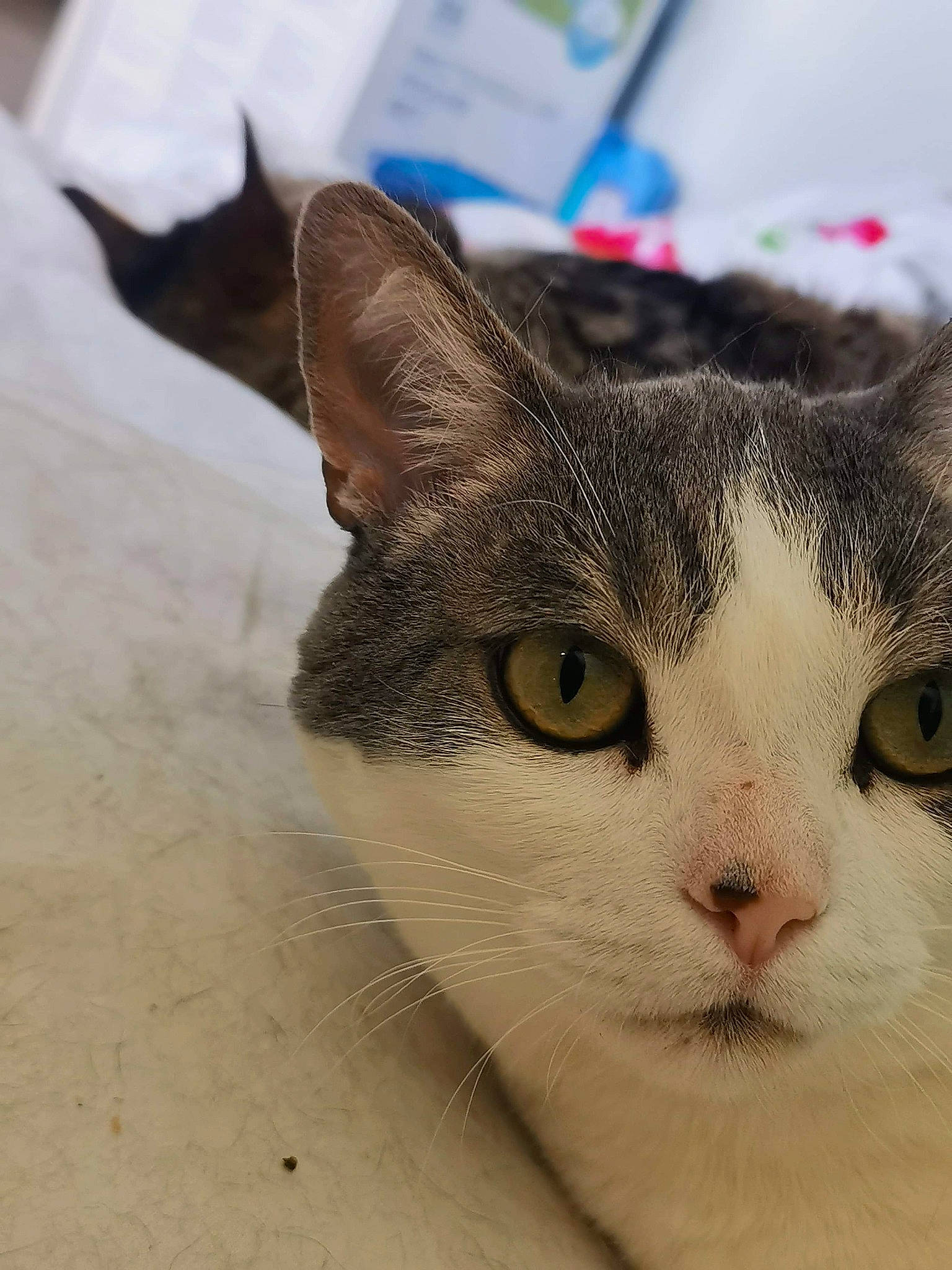 Meeko a rejoint le concours — aidez-le/la à gagner de superbes lots ! aegean_cat, american_wirehair, carnivore, cat, domestic_short_haired_cat, ear, european_shorthair, eye, fawn, felidae, fur, kitten, nose, small_to_medium_sized_cats, snout, tabby_cat, whiskers