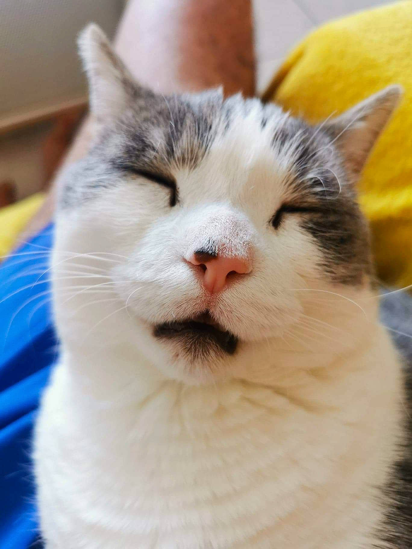 Meeko a rejoint le concours — aidez-le/la à gagner de superbes lots ! aegean_cat, american_wirehair, asian, carnivore, cat, domestic_short_haired_cat, european_shorthair, facial_expression, felidae, fur, japanese_bobtail, kitten, mammal, nose, small_to_medium_sized_cats, snout, turkish_van, whiskers