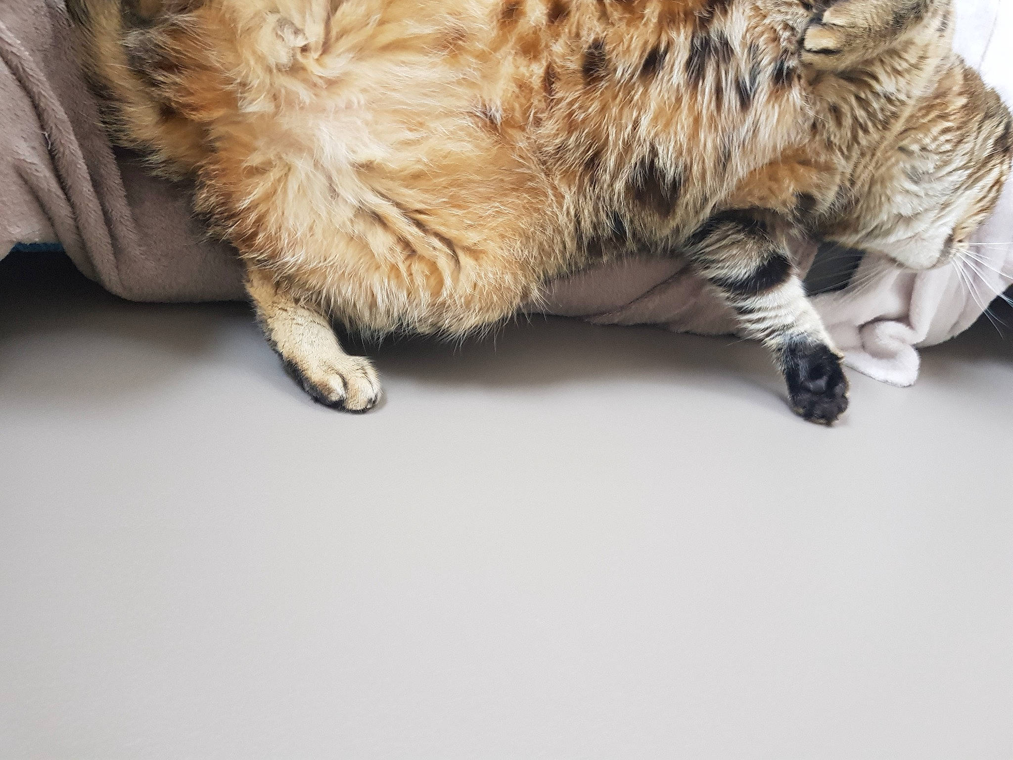 Juliette a rejoint le concours — aidez-le/la à gagner de superbes lots ! carnivore, cat, claw, european_shorthair, felidae, fur, kitten, leg, paw, pixie_bob, shoe, small_to_medium_sized_cats, snout, tabby_cat, tail, textile, whiskers