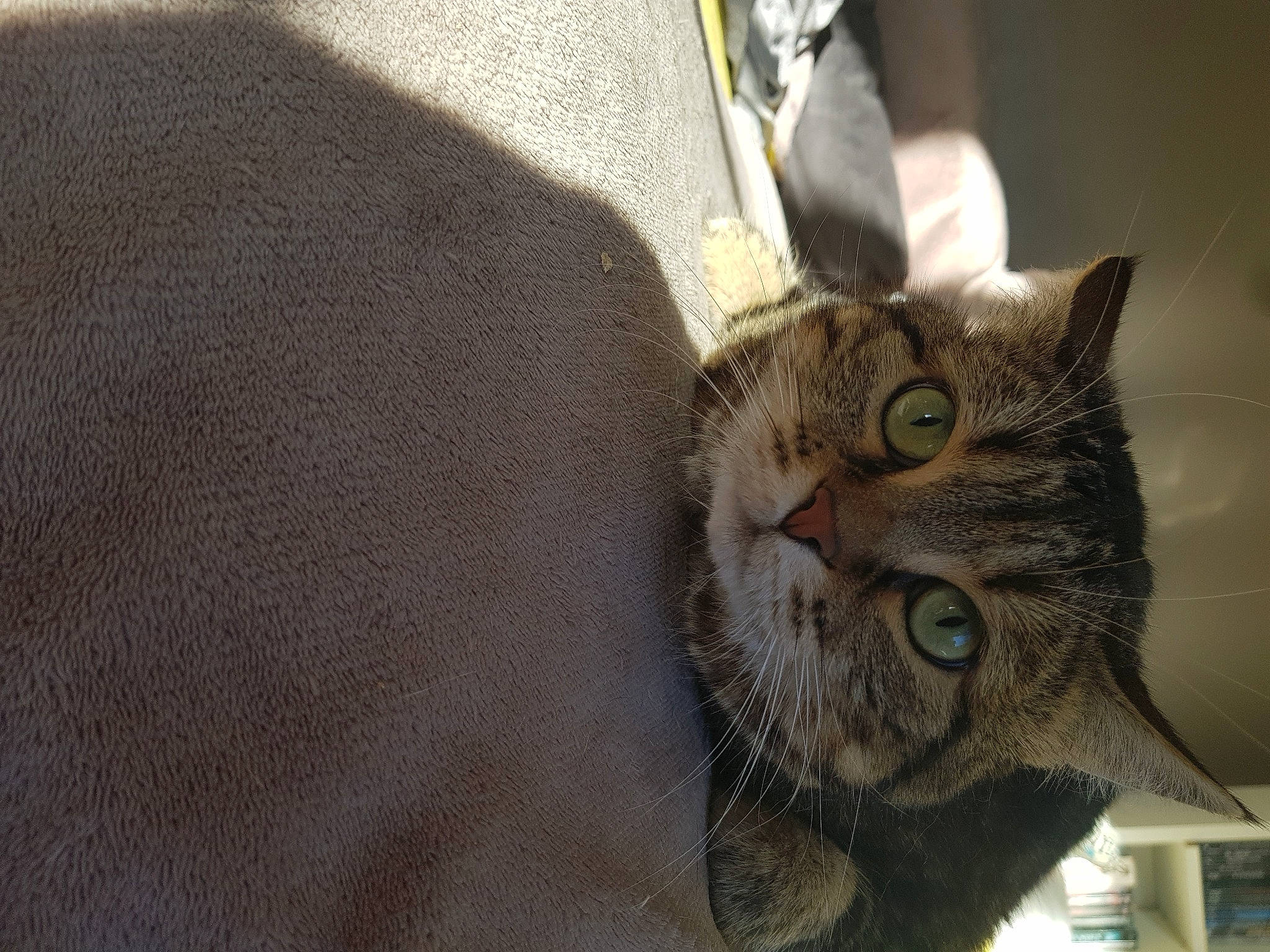 Juliette participe au concours pour gagner de l'argent avec cette photo : aegean_cat, american_shorthair, american_wirehair, asian, california_spangled, carnivore, cat, domestic_short_haired_cat, dragon_li, european_shorthair, eye, felidae, fur, kitten, mammal, small_to_medium_sized_cats, snout, tabby_cat, whiskers, wild_cat