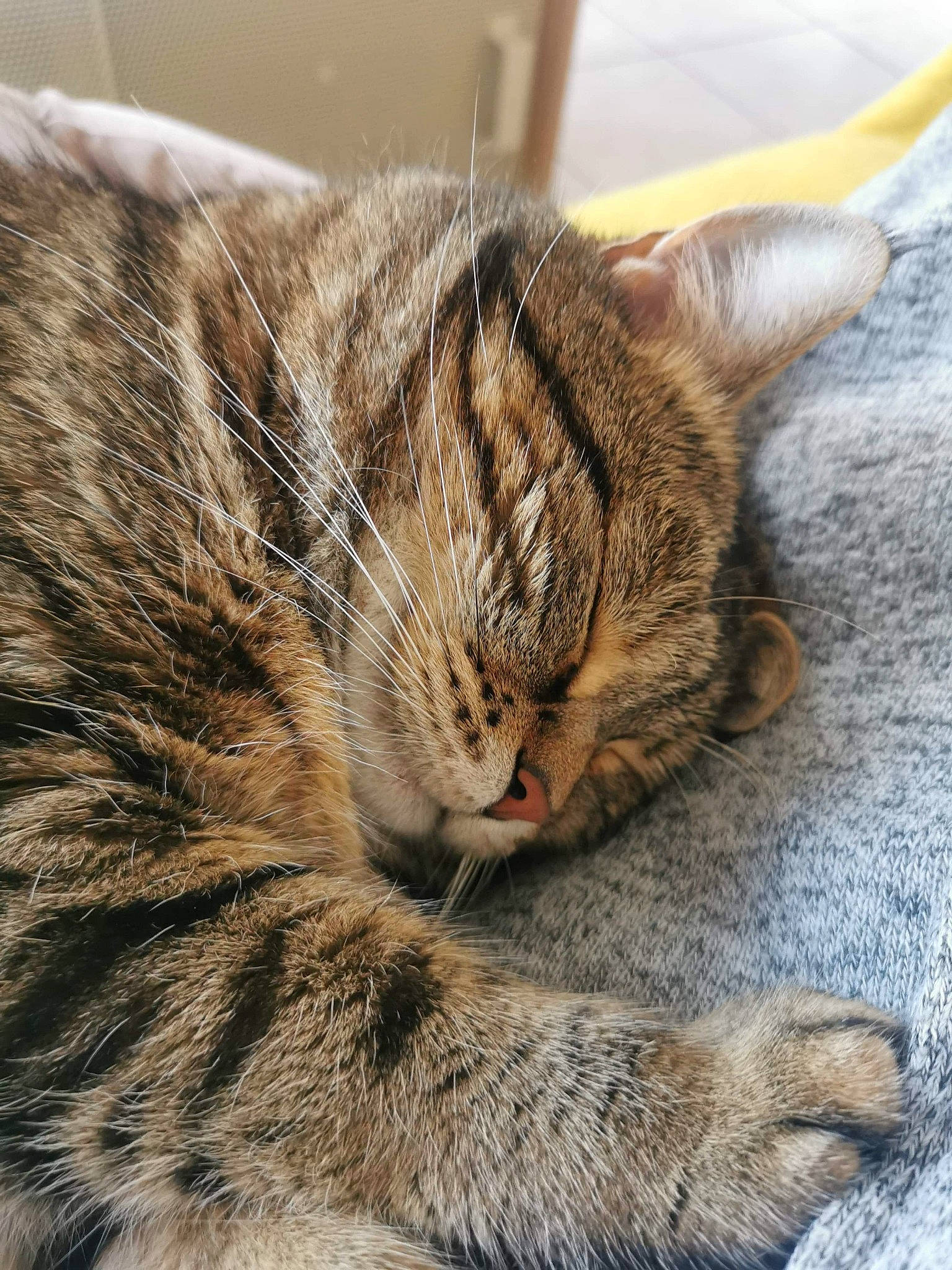 Juliette a rejoint le concours — aidez-le/la à gagner de superbes lots ! american_shorthair, asian, california_spangled, carnivore, cat, close_up, domestic_short_haired_cat, dragon_li, european_shorthair, felidae, fur, kitten, mammal, pixie_bob, sleep, small_to_medium_sized_cats, snout, tabby_cat, whiskers, wild_cat