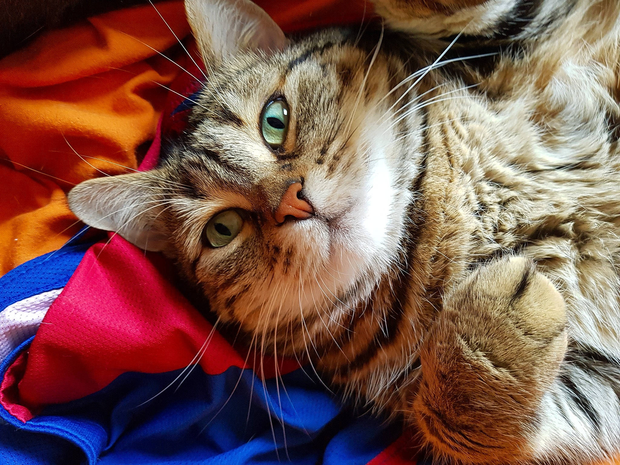 Juliette participe au concours pour gagner de l'argent avec cette photo : american_shorthair, asian, carnivore, cat, close_up, dragon_li, european_shorthair, eye, felidae, fur, kitten, mammal, pixie_bob, siberian, small_to_medium_sized_cats, snout, somali, tabby_cat, toyger, whiskers