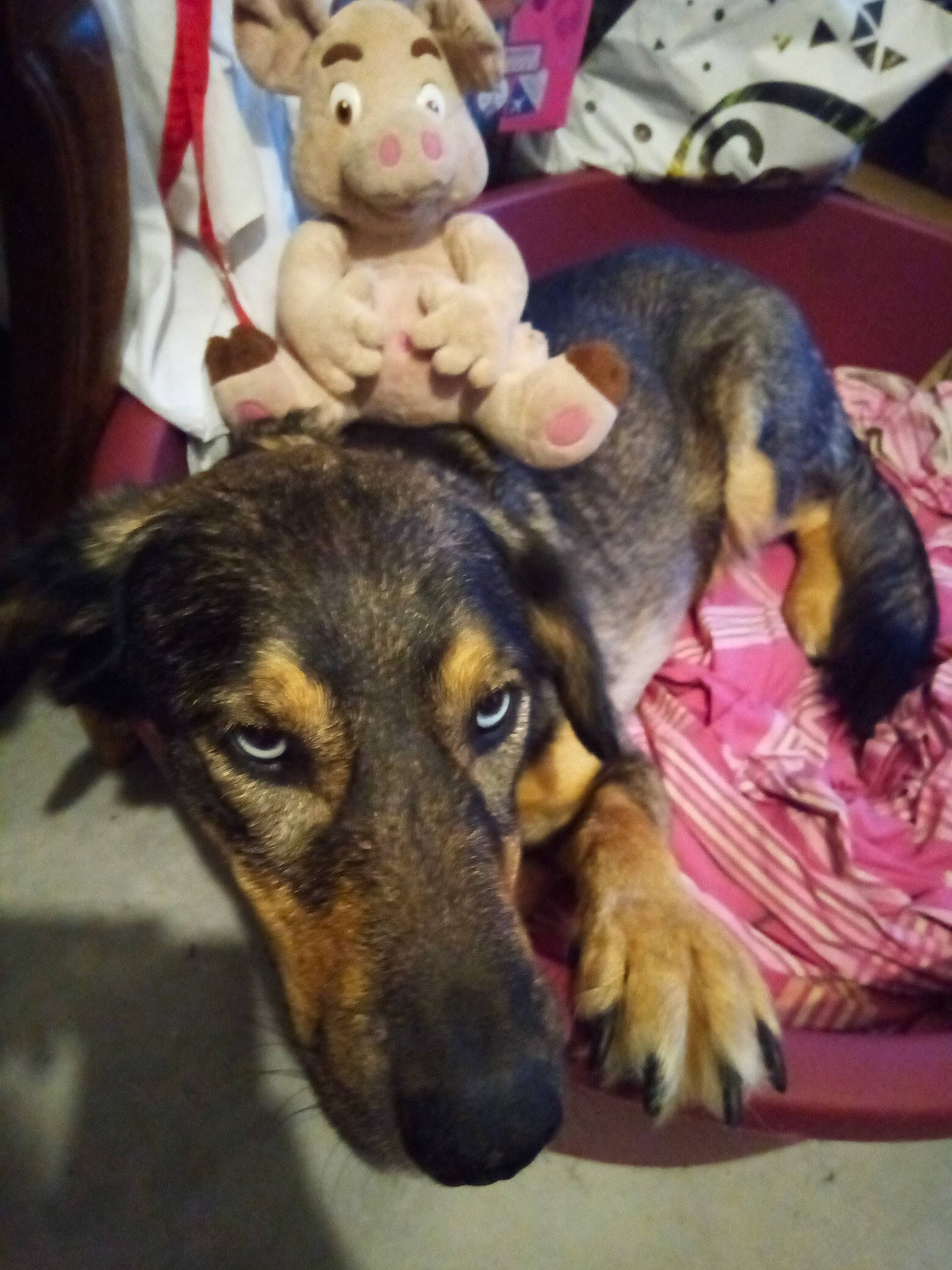 Reina a rejoint le concours — aidez-le/la à gagner de superbes lots ! canidae, carnivore, companion_dog, couch, desk, dog, dog_breed, ear, fawn, fun, fur, german_shepherd_dog, guard_dog, happy, snout, sporting_group, stuffed_toy, table, toy, working_animal