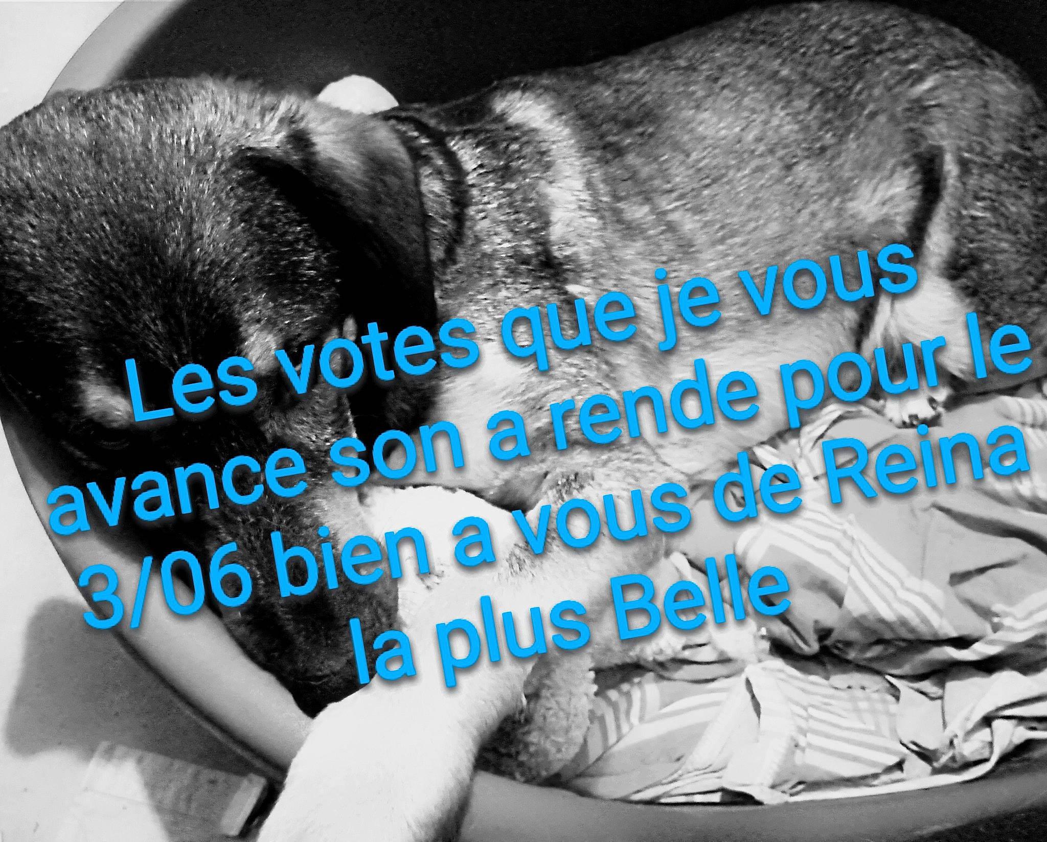 Reina participe au concours pour gagner de l'argent avec cette photo : carnivore, comfort, companion_dog, dog, dog_breed, elbow, fawn, font, fur, gesture, happy, knee, nap, organism, photo_caption, sitting, sleep, snout, toy_dog, whiskers