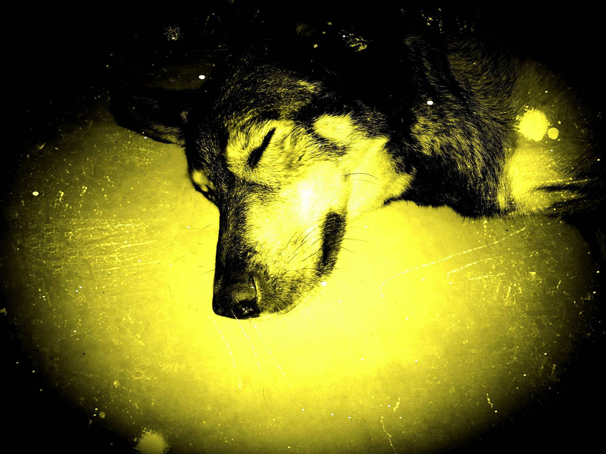 Reina participe au concours pour gagner de l'argent avec cette photo : astronomical_object, atmosphere, carnivore, darkness, dog, dog_breed, eye, flash_photography, head, midnight, organism, plant, snout, space, sporting_group, terrestrial_animal, tints_and_shades, whiskers, window, working_animal