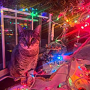 Pookie joined the competition — help win amazing prizes! bauble, cat, christmas_lights, colorful, cozy, decorations, festive, garland, holiday, indoor, night, ornament, paws, pet, reflection, snow_globe, string_lights, tabby_cat, tree, window