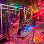 bauble, cat, christmas_lights, colorful, cozy, decorations, festive, garland, holiday, indoor, night, ornament, paws, pet, reflection, snow_globe, string_lights, tabby_cat, tree, window