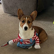 Max joined the competition — help win amazing prizes! dog, corgi, costume, striped_clothing, fake_knife, carpet, indoor, pet, brown_and_white, ears, sitting, cute, animal, home, furniture, couch, looking, attentive, playful, funny